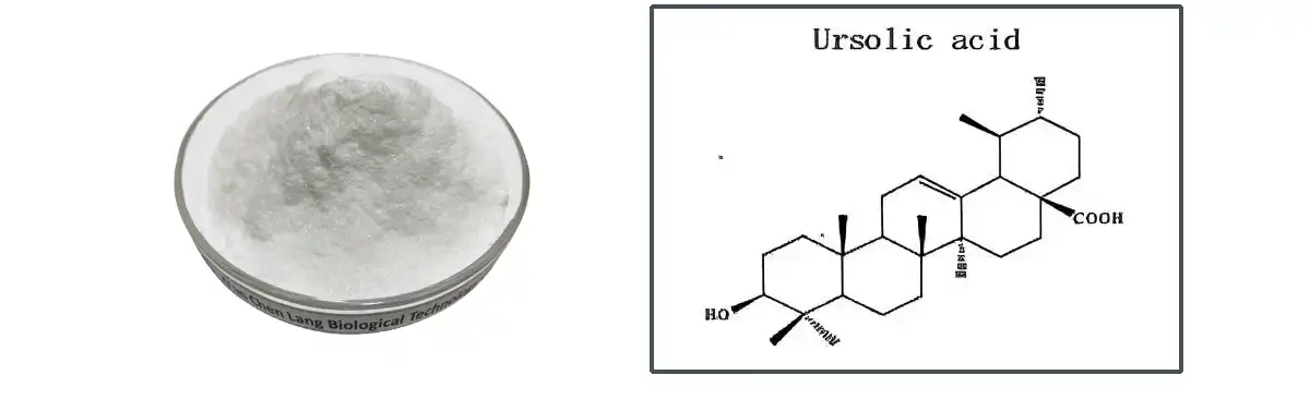 Ursolic Acid Powder.jpg